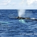 whale_humpback_h_00872_dom3004.jpg